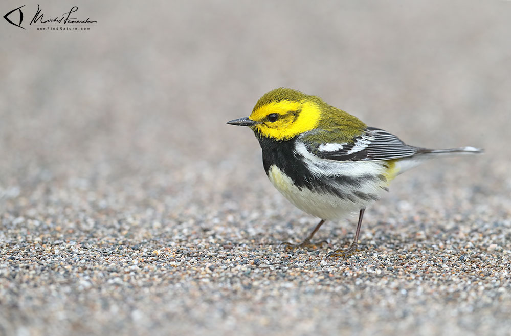 Mâle,  Pointe-Pelée (Ontario), 2019-05-09