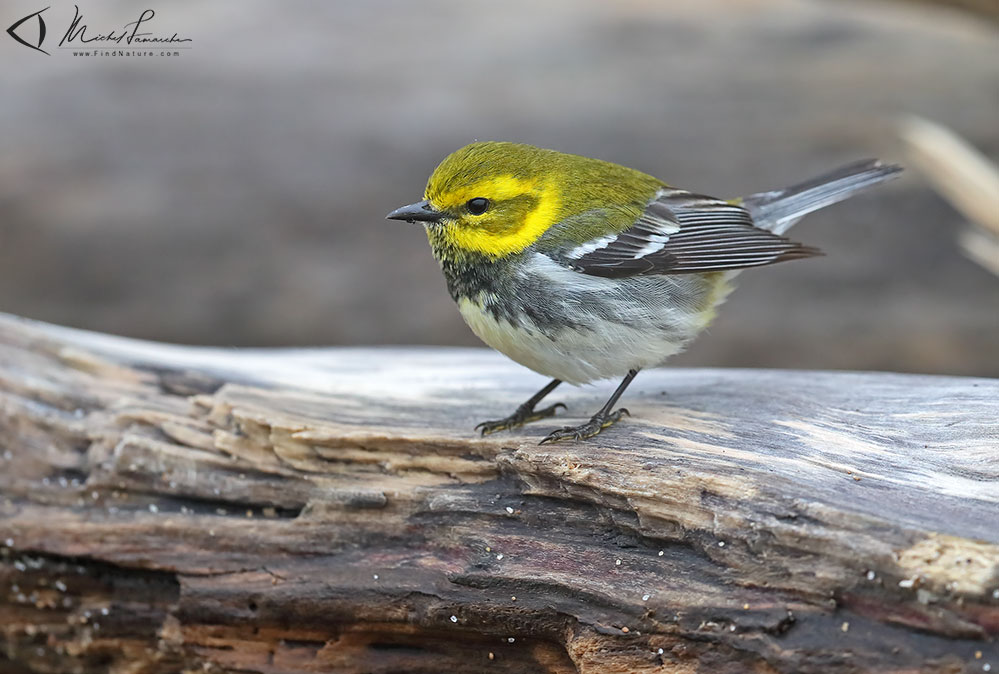 Mâle,  Pointe-Pelée (Ontario), 2019-05-10