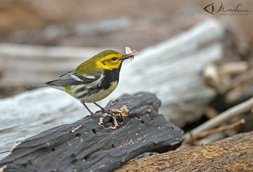 Mâle,  Pointe-Pelée (Ontario), 2019-05-09