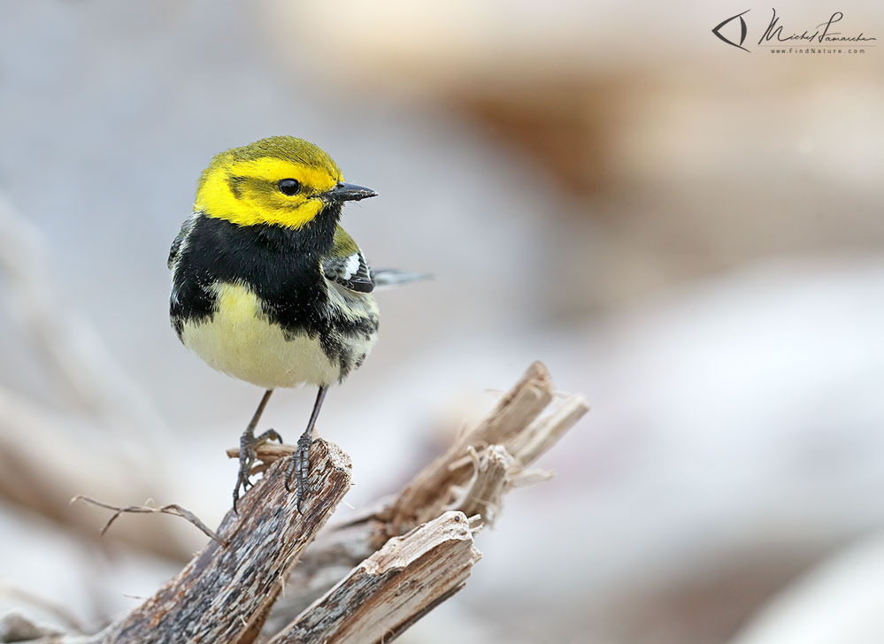 Mâle,  Pointe-Pelée (Ontario), 2019-05-09