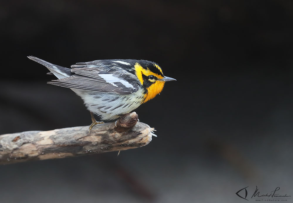 Mâle, Pointe-Pelée (Ontario), 2019-05-10