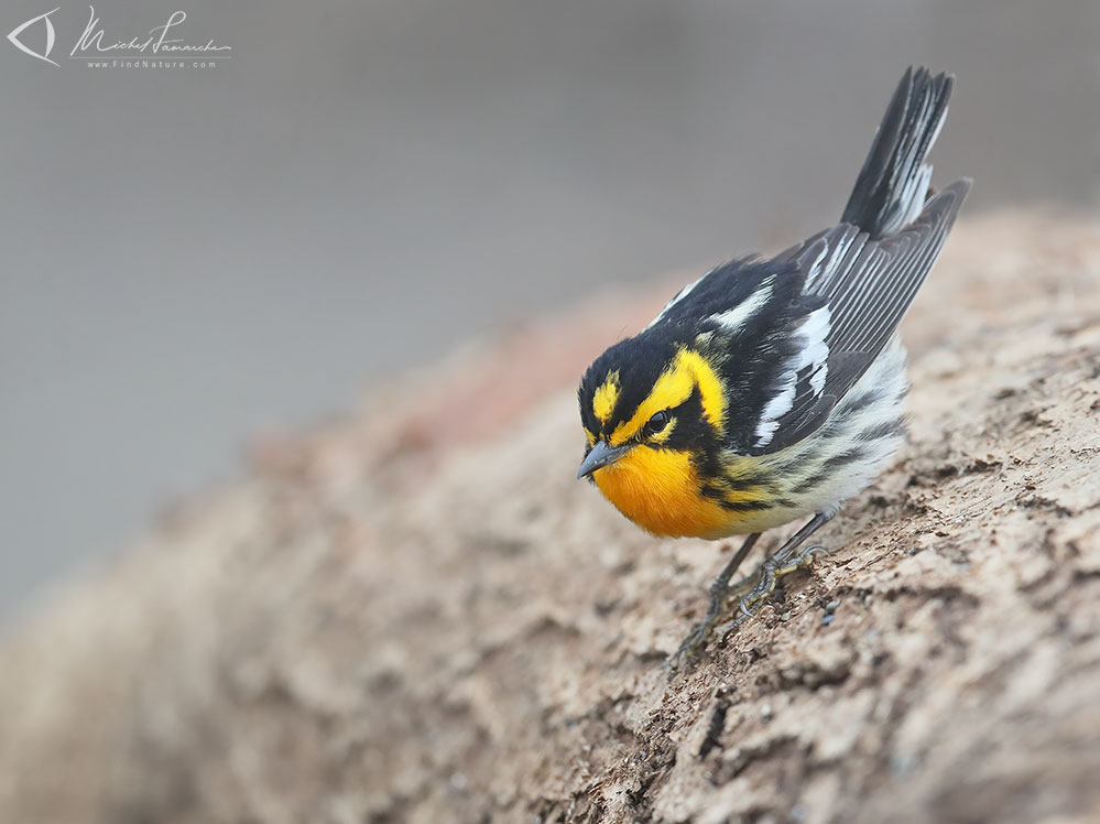 Mâle, Pointe-Pelée (Ontario), 2019-05-10