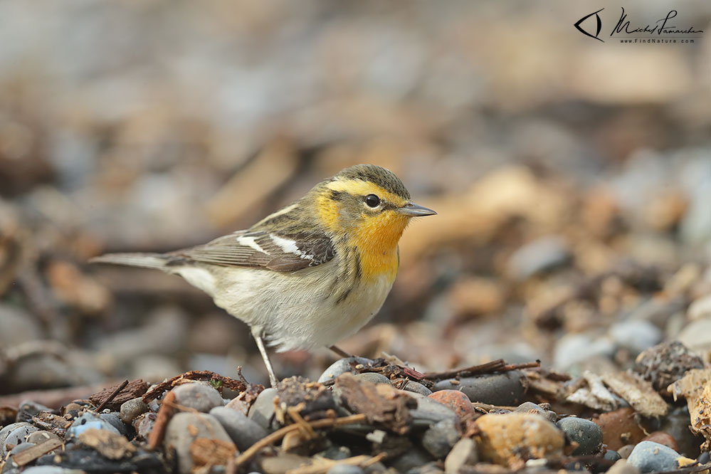 Femelle, Pointe-Pelée (Ontario), 2019-05-09