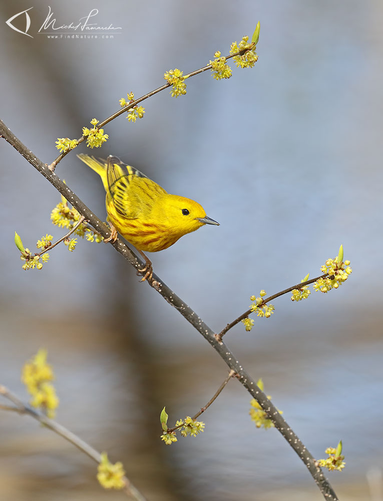 Mâle, Pointe-Pelée (Ontario), 2019-05-06