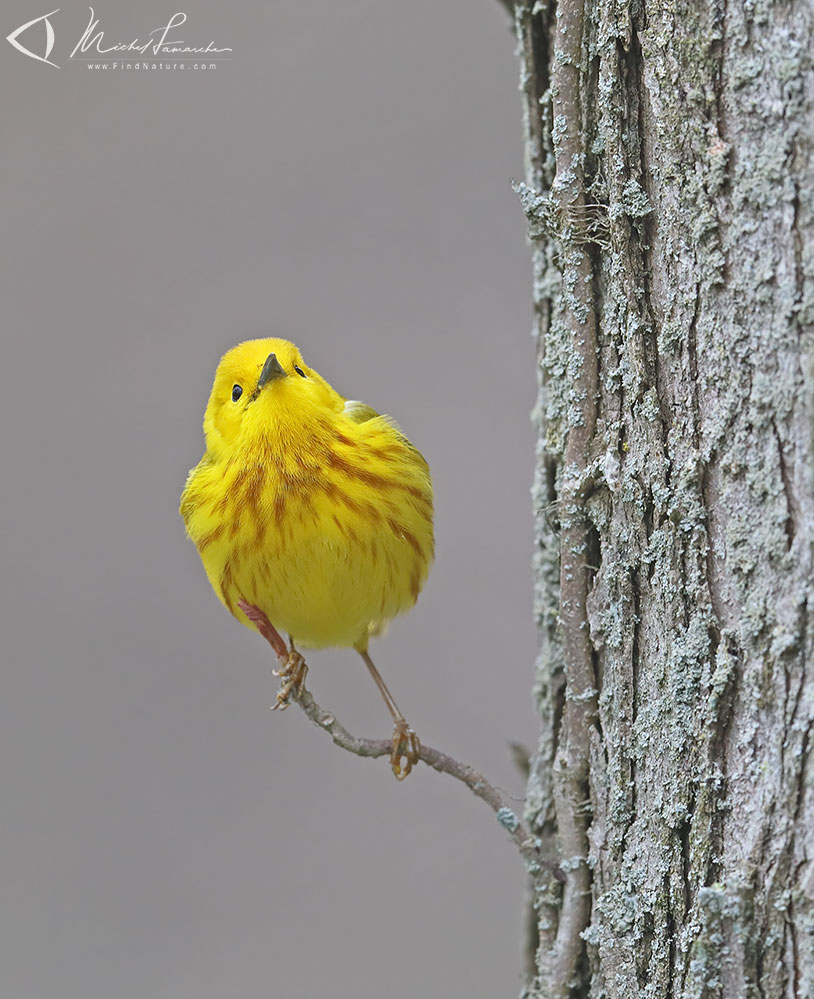 Mâle, Pointe-Pelée (Ontario), 2019-05-07