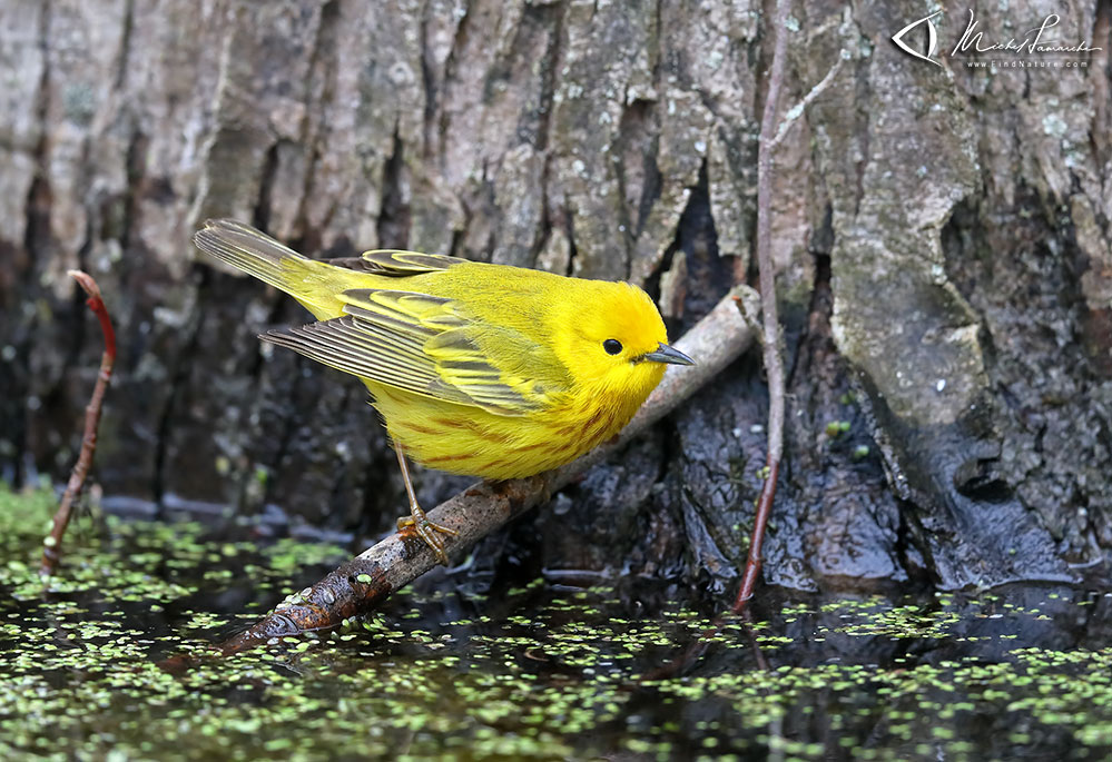 Mâle, Pointe-Pelée (Ontario), 2019-05-07