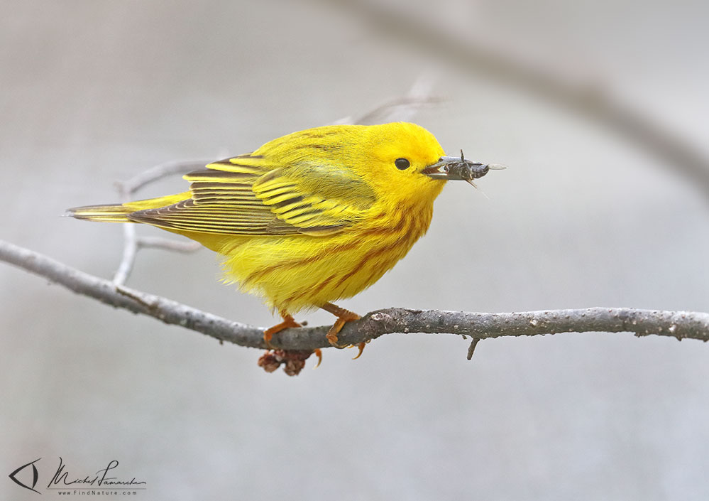 Mâle, Pointe-Pelée (Ontario), 2019-05-07