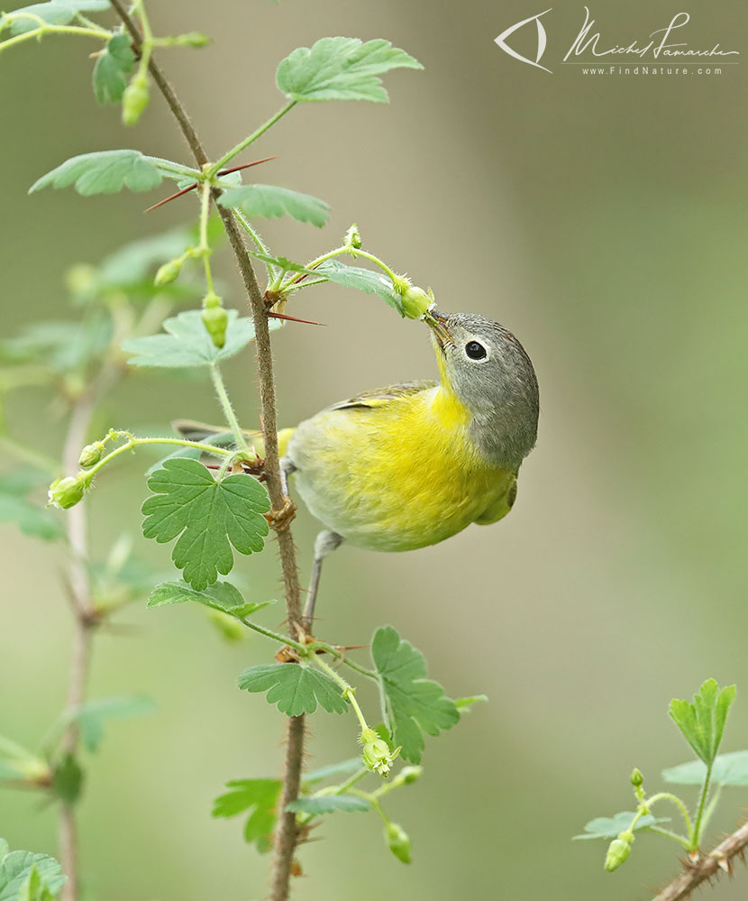 Mâle, Pointe-Pelée (Ontario), 2019-05-10