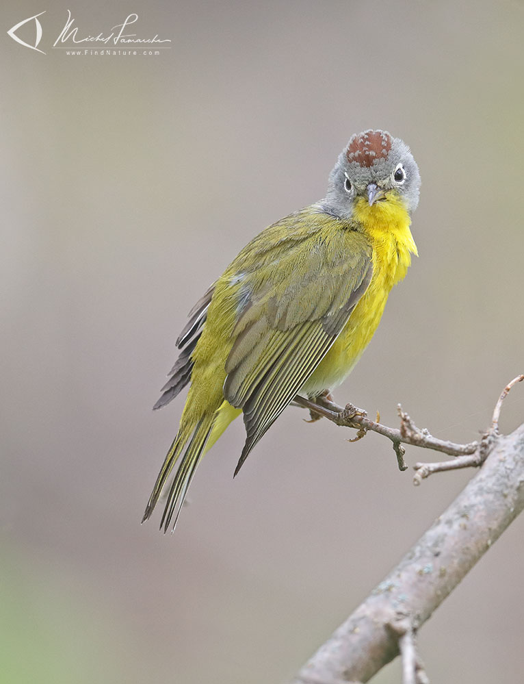 Mâle, Pointe-Pelée (Ontario), 2019-05-10