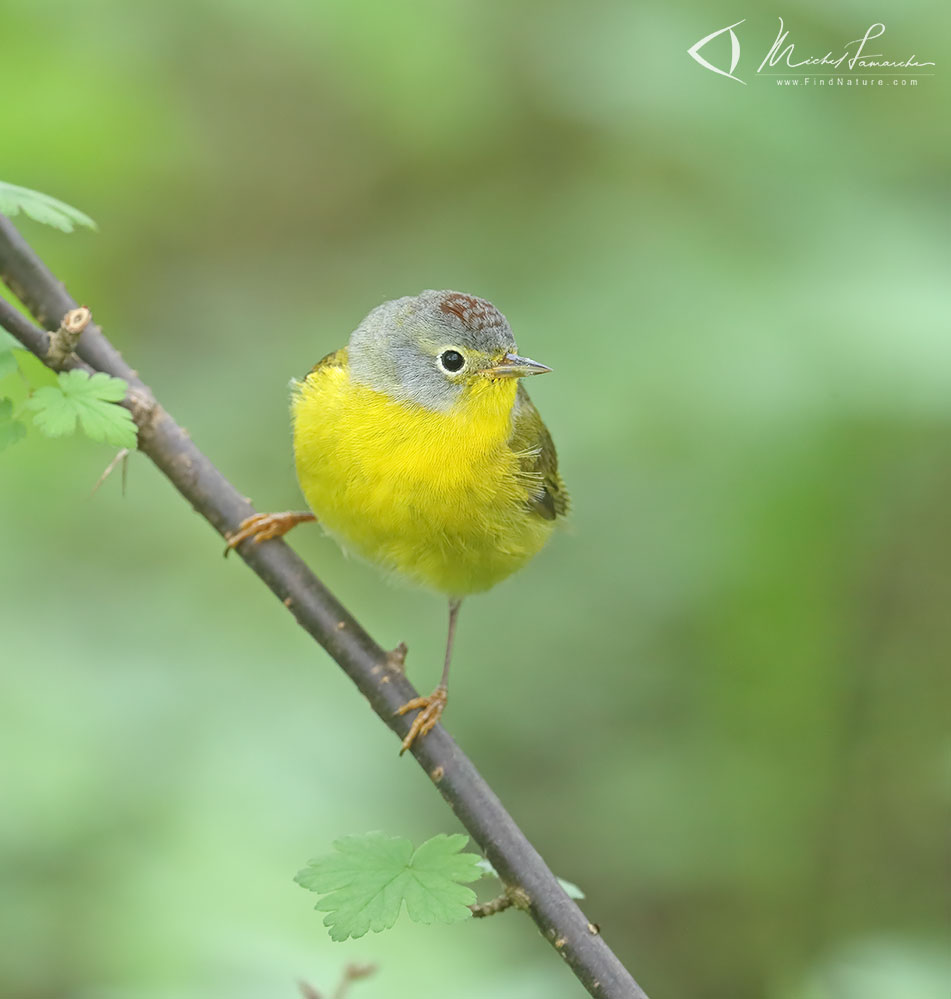 Mâle, Pointe-Pelée (Ontario), 2019-05-10