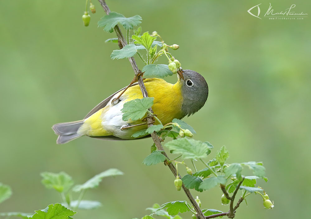 Mâle, Pointe-Pelée (Ontario), 2019-05-10