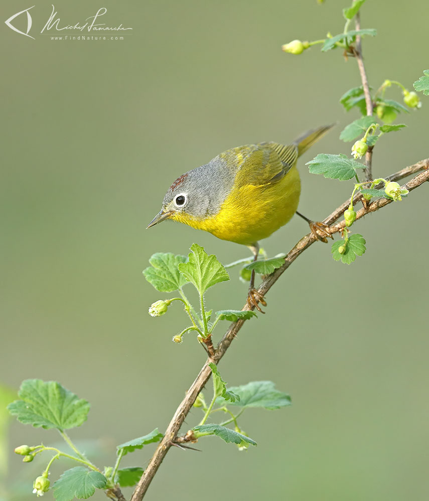 Mâle, Pointe-Pelée (Ontario), 2019-05-10