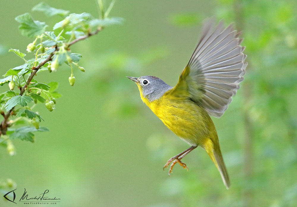 Mâle, Pointe-Pelée (Ontario), 2019-05-10