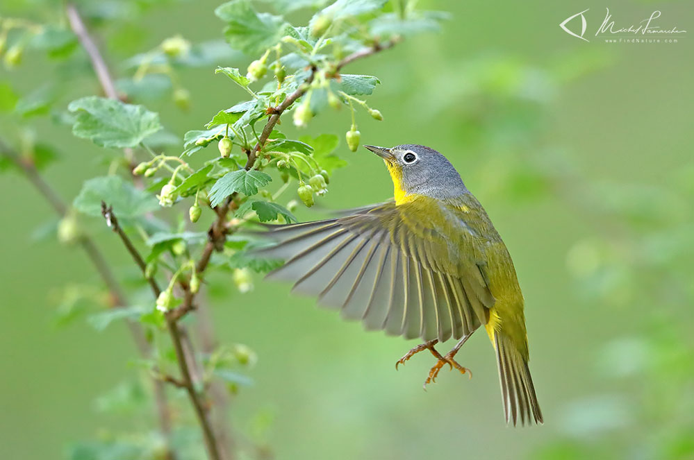 Mâle, Pointe-Pelée (Ontario), 2019-05-10