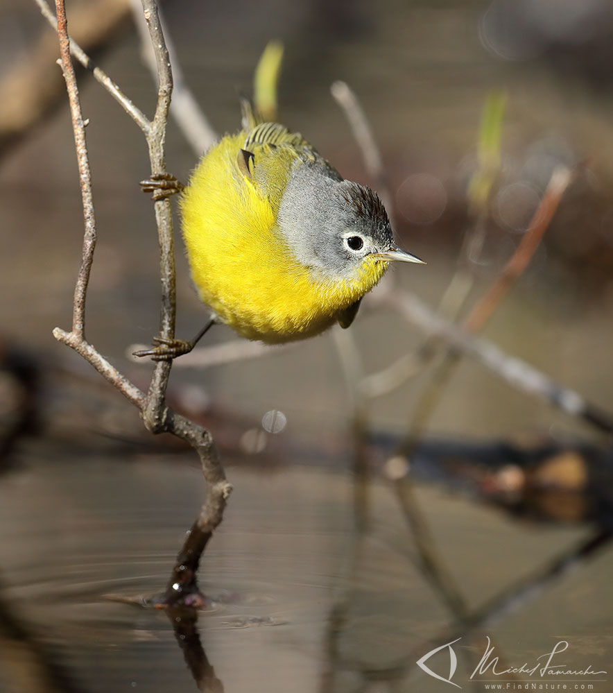 Mâle, Pointe-Pelée (Ontario), 2019-05-05