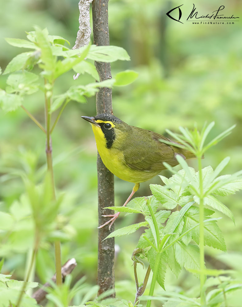 Mâle, Pointe-Pelée (Ontario), 2019-05-10