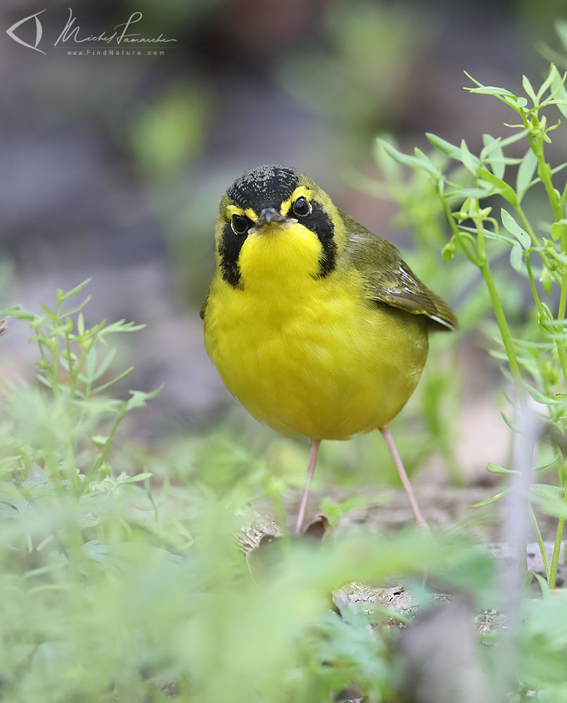 Mâle, Pointe-Pelée (Ontario), 2019-05-08