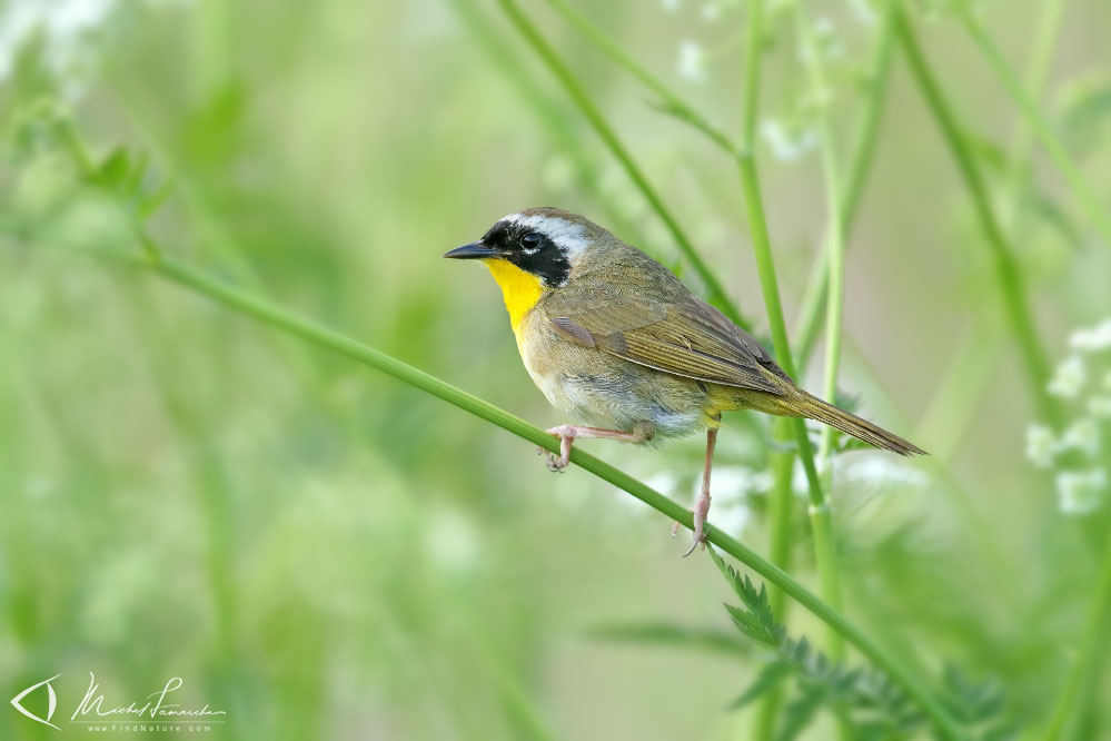Mâle, Boucherville (Québec), 2019-06-03