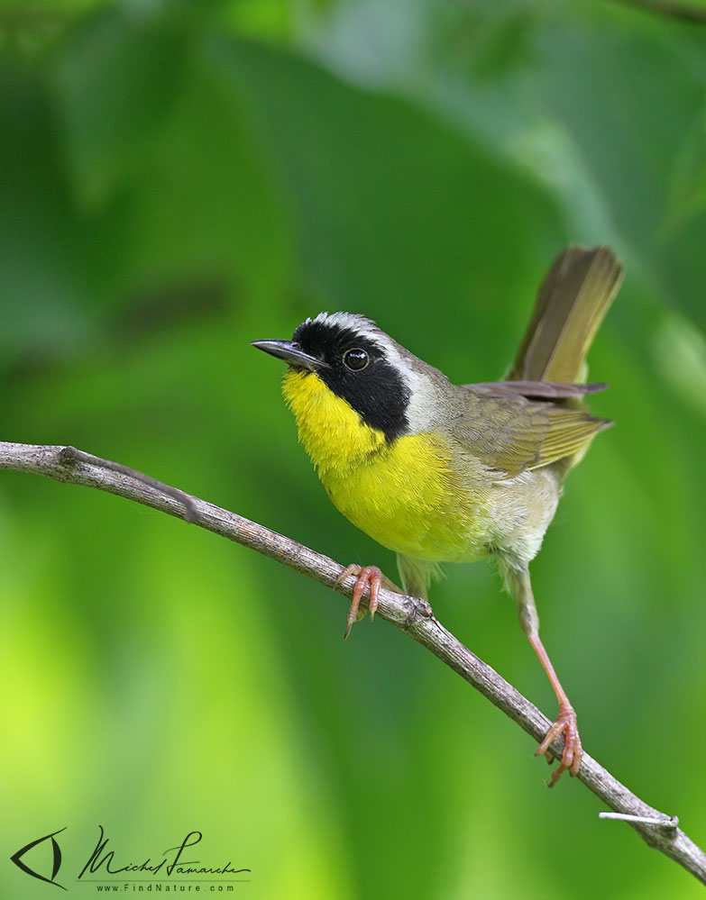 Mâle, St-Bruno (Québec), 2012-06-19