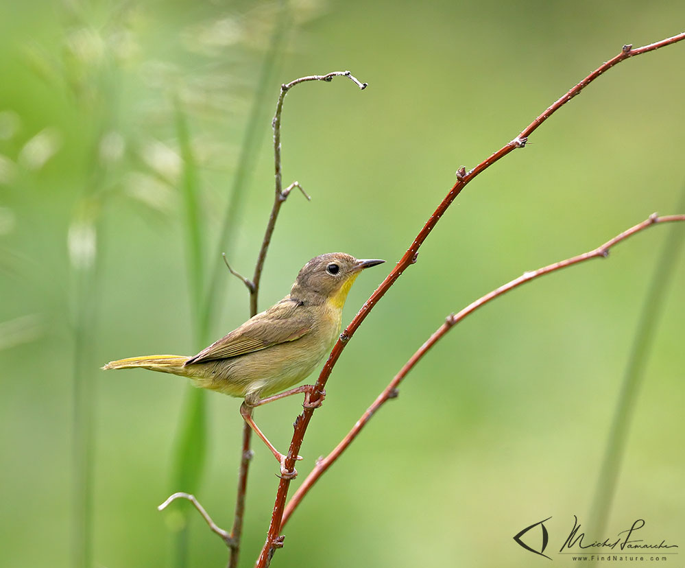 Femelle, St-Bruno (Québec), 2012-06-19