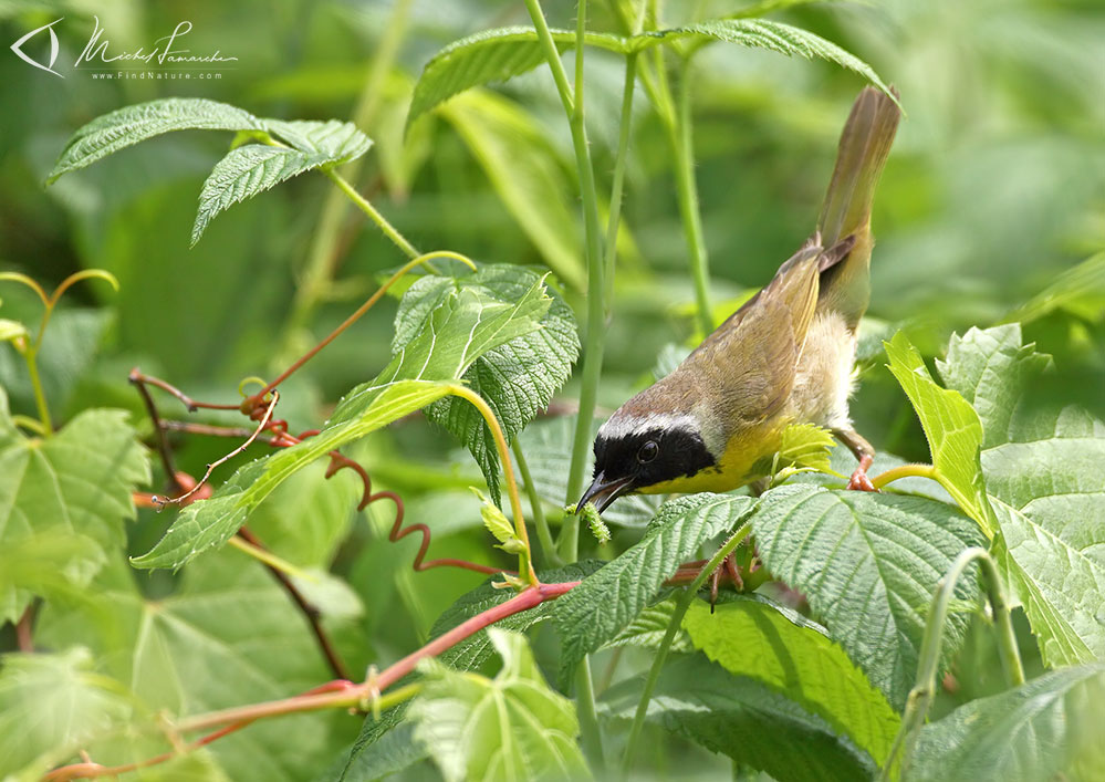 Mâle, St-Bruno (Québec), 2012-06-19