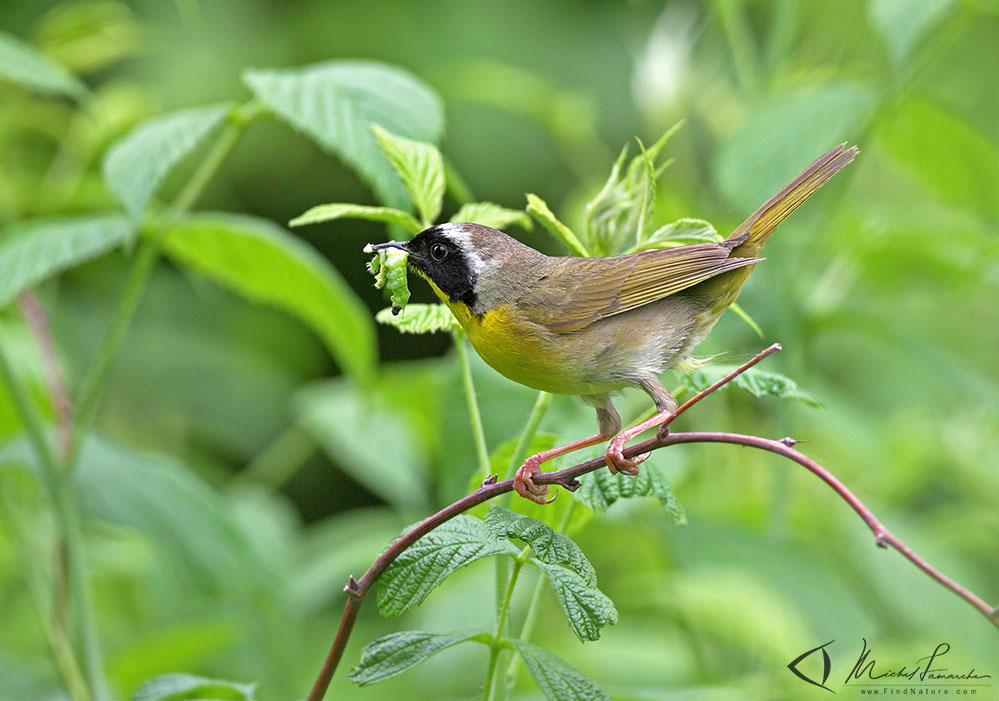Mâle, St-Bruno (Québec), 2012-06-19