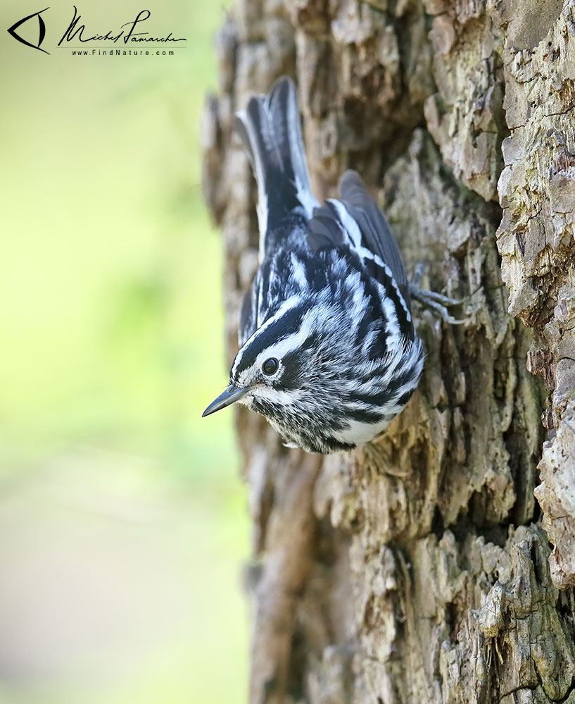 Mâle, Pointe-Pelée (Ontario), 2019-05-06