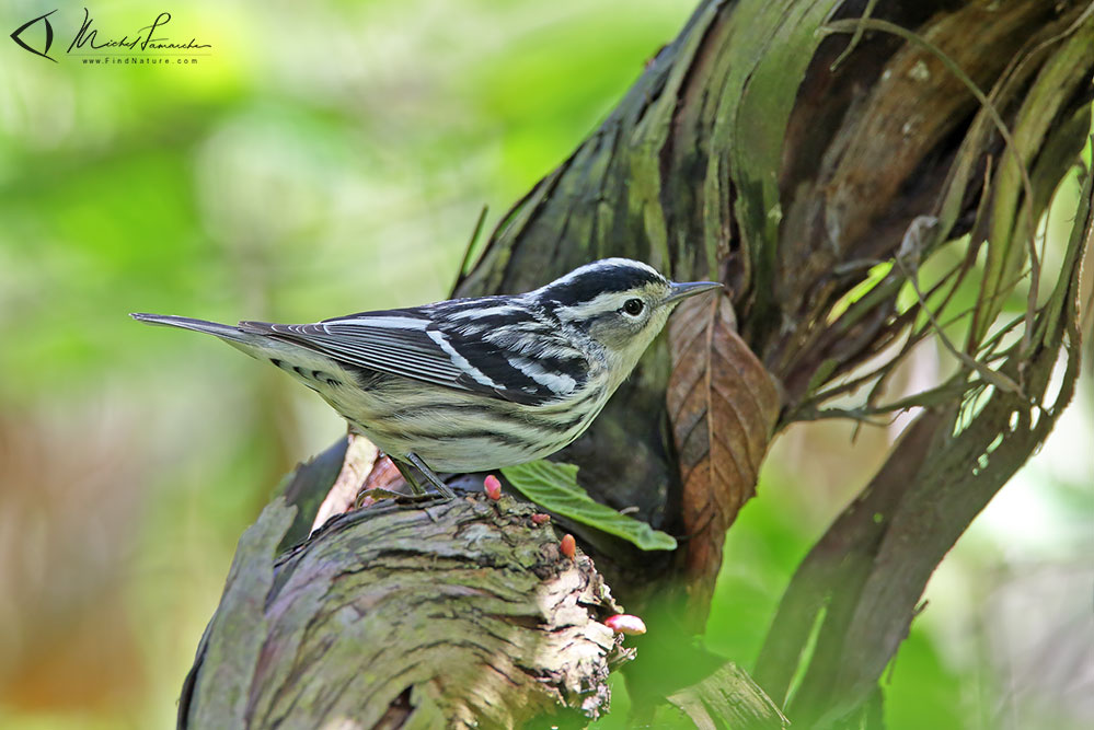 Femelle, Pointe-Pelée (Ontario), 2009-05-14