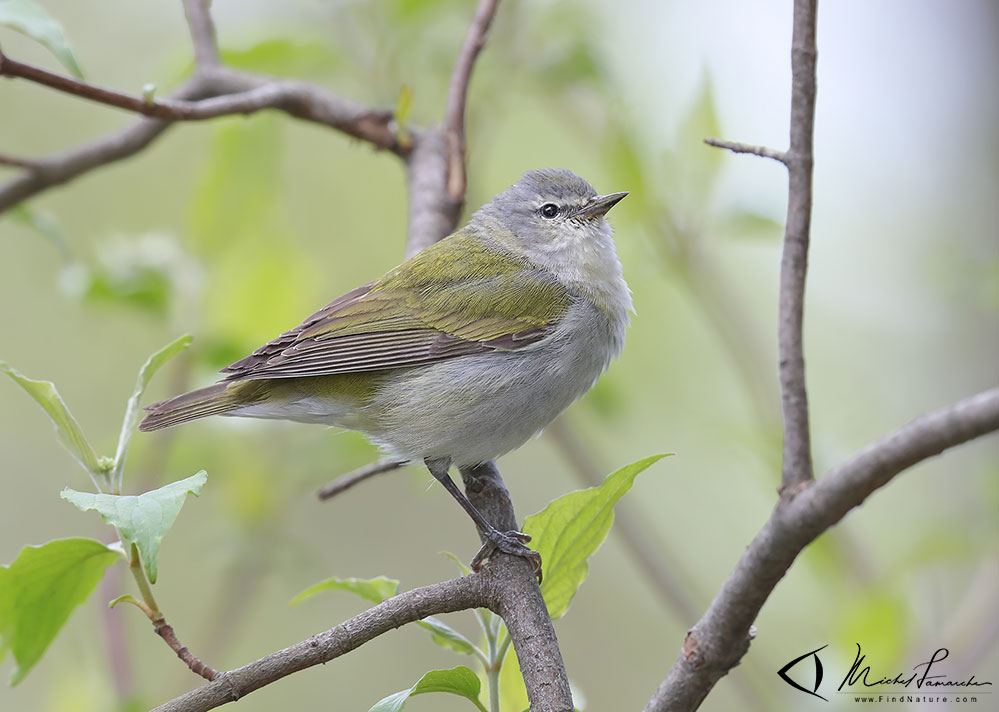 Mâle, Ohio (USA), 2016-05-15