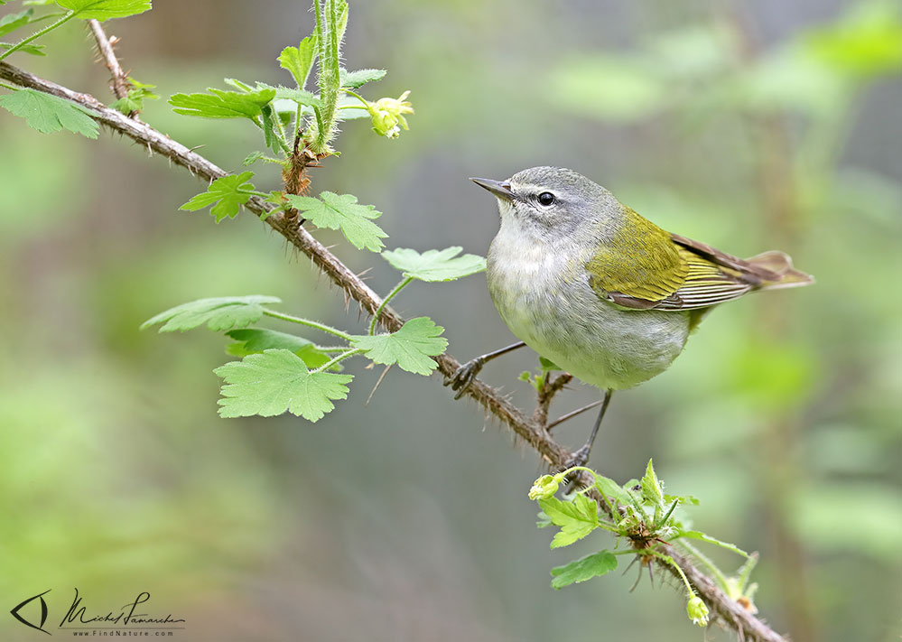 Mâle, Pointe-Pelée (Ontario), 2019-05-10