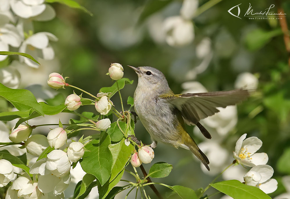 Mâle, St-Bruno (Québec), 2019-05-27