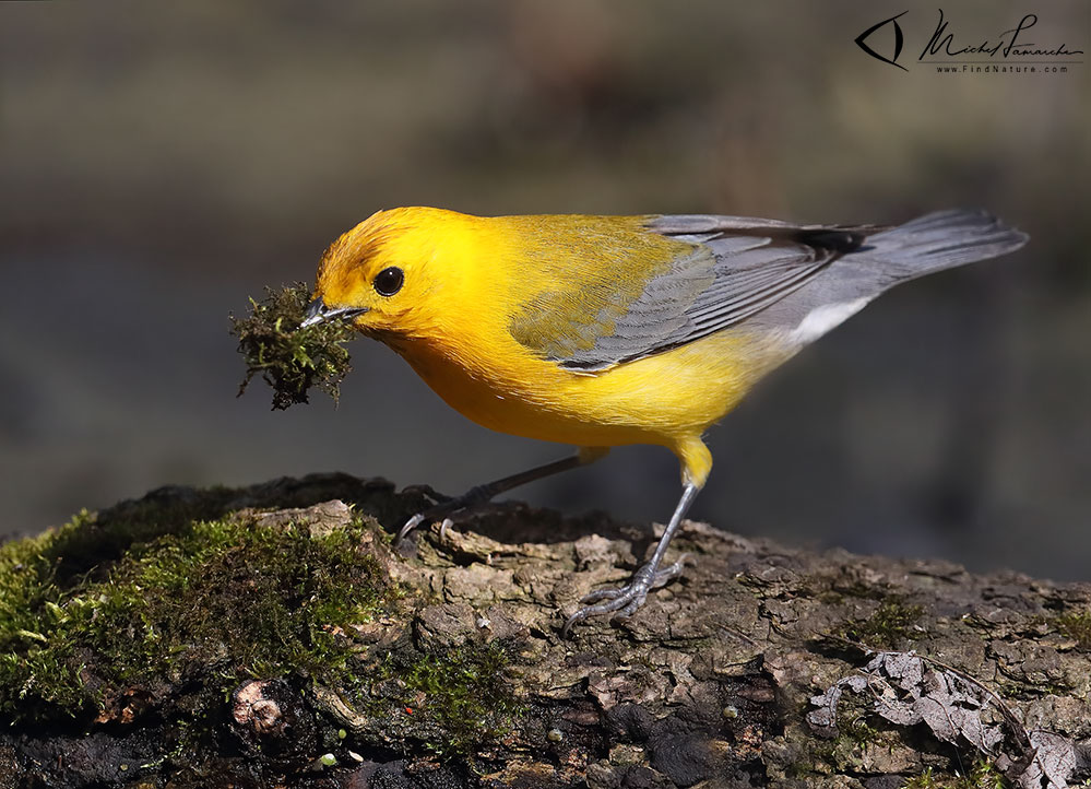 Mâle, Pointe-Pelée (Ontario), 2019-05-06