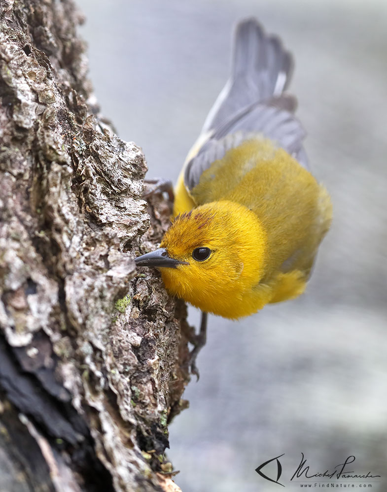 Mâle, Pointe-Pelée (Ontario), 2019-05-07