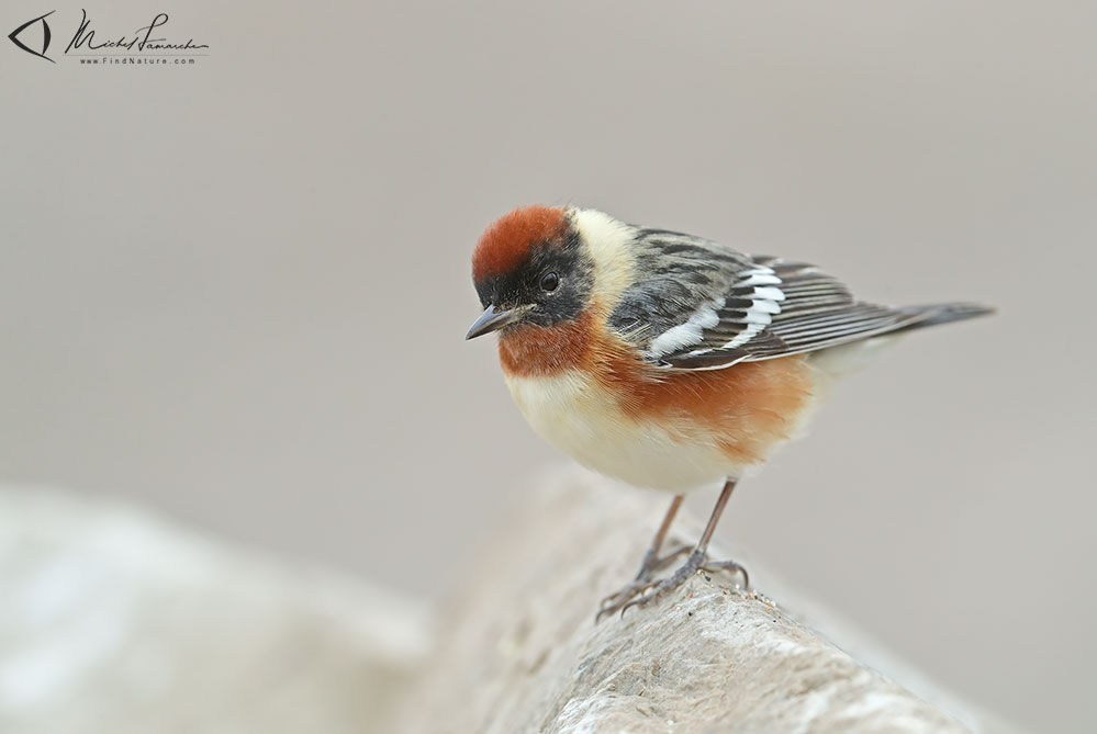 Pointe-Pelée (Ontario), 2019-05-09