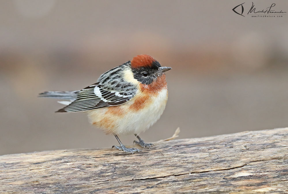 Pointe-Pelée (Ontario), 2019-05-10