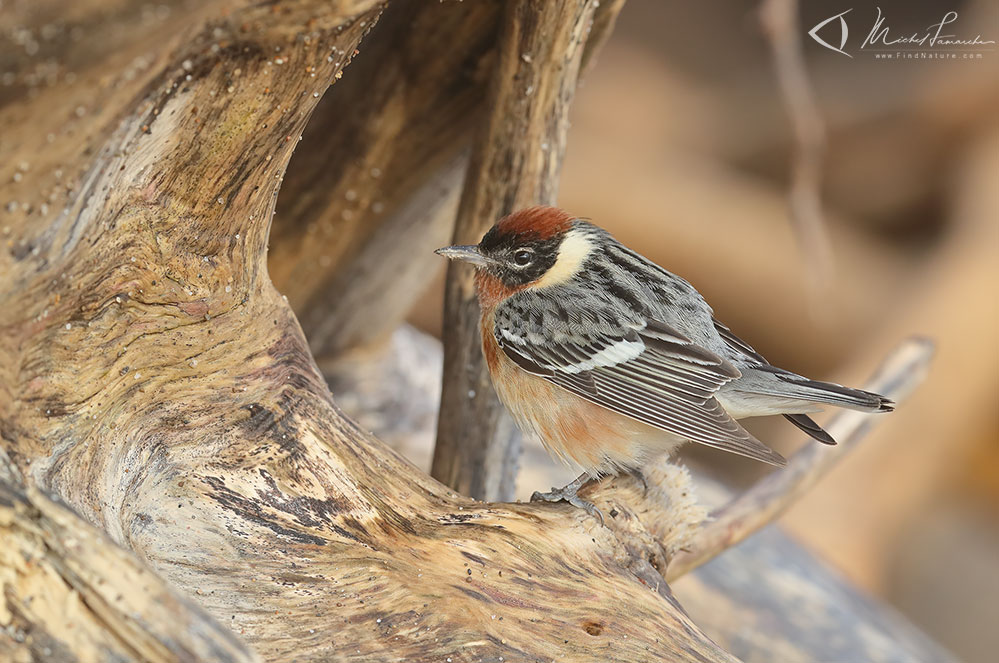 Pointe-Pelée (Ontario), 2019-05-10