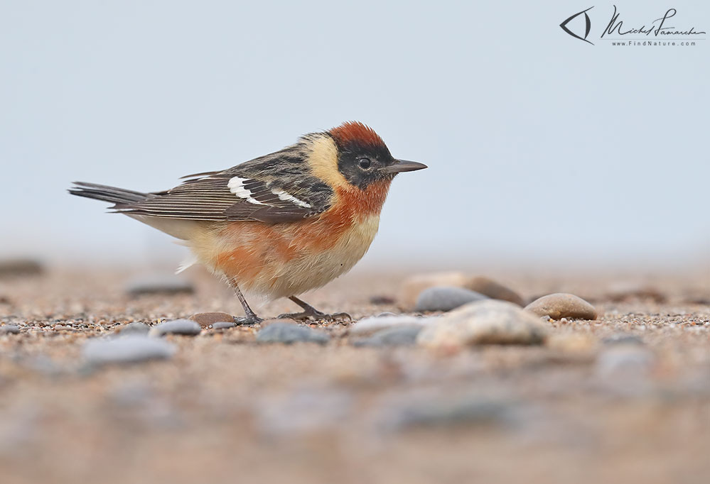 Pointe-Pelée (Ontario), 2019-05-09