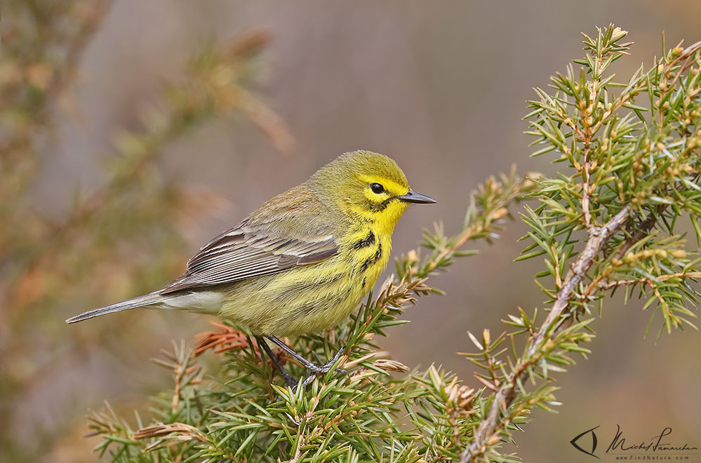 Pointe-Pelée (Ontario), 2019-05-08