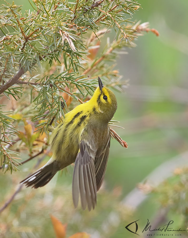 Pointe-Pelée (Ontario), 2019-05-08