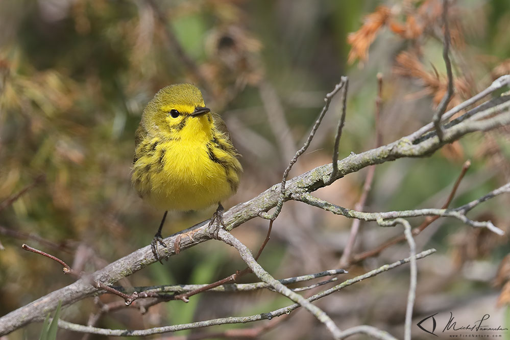 Pointe-Pelée (Ontario), 2019-05-08