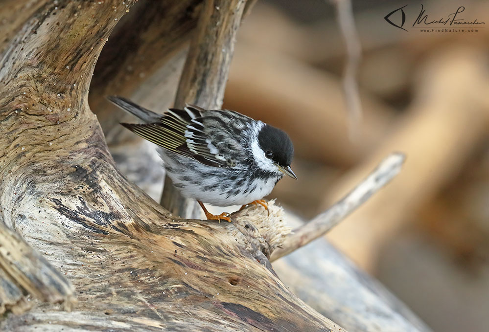 Mâle, Pointe-Pelée (Ontario), 2019-05-08