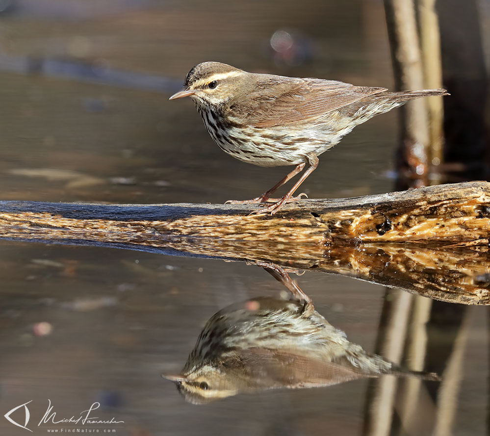 Pointe-Pelée (Ontario), 2019-05-05