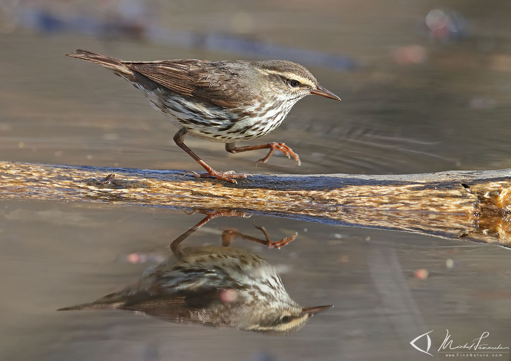 Pointe-Pelée (Ontario), 2019-05-05