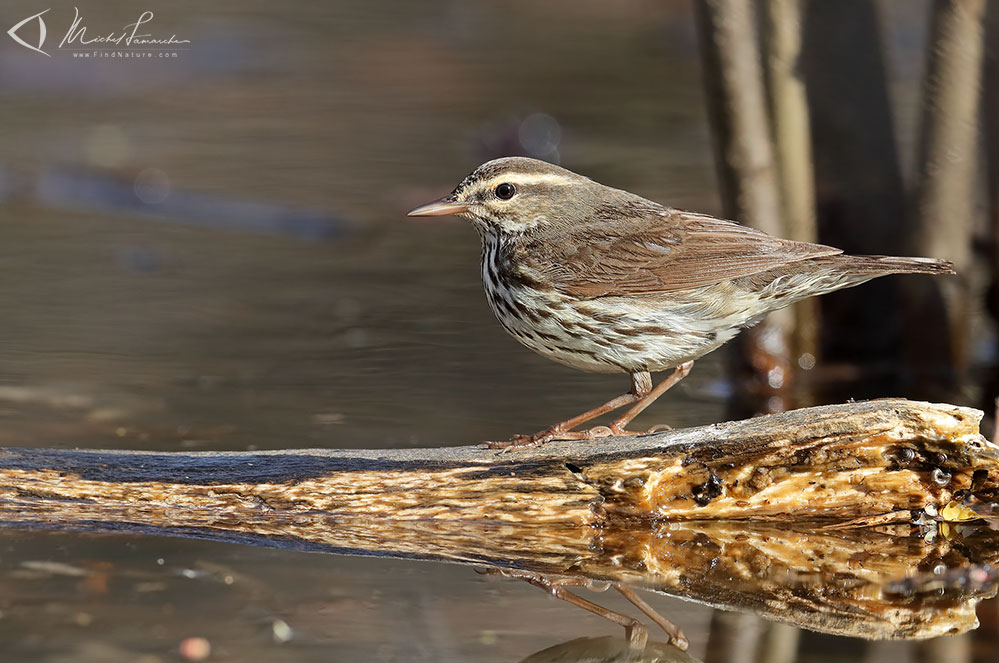 Pointe-Pelée (Ontario), 2019-05-05