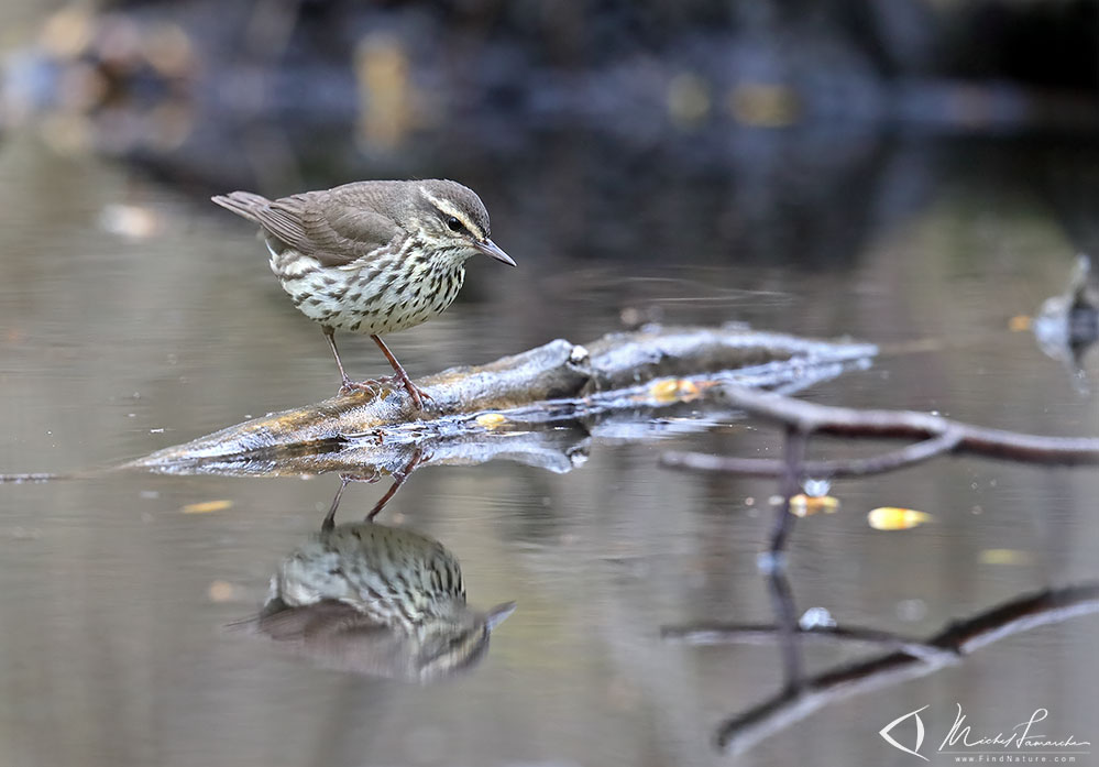 Pointe-Pelée (Ontario), 2019-05-07