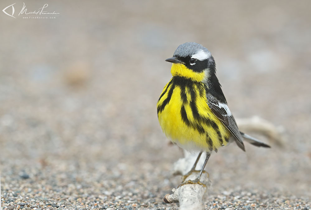 Mâle, Pointe-Pelée (Ontario), 2019-05-09