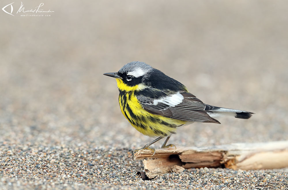 Mâle, Pointe-Pelée (Ontario), 2019-05-09