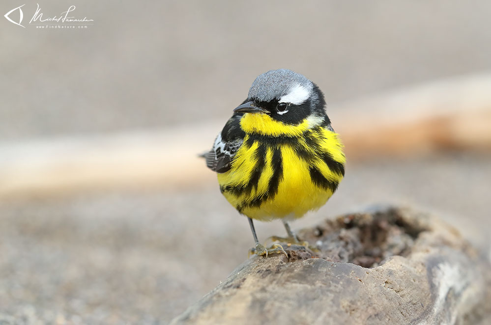 Mâle, Pointe-Pelée (Ontario), 2019-05-09