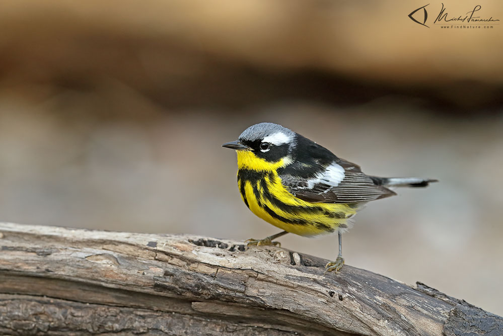 Mâle, Pointe-Pelée (Ontario), 2019-05-09