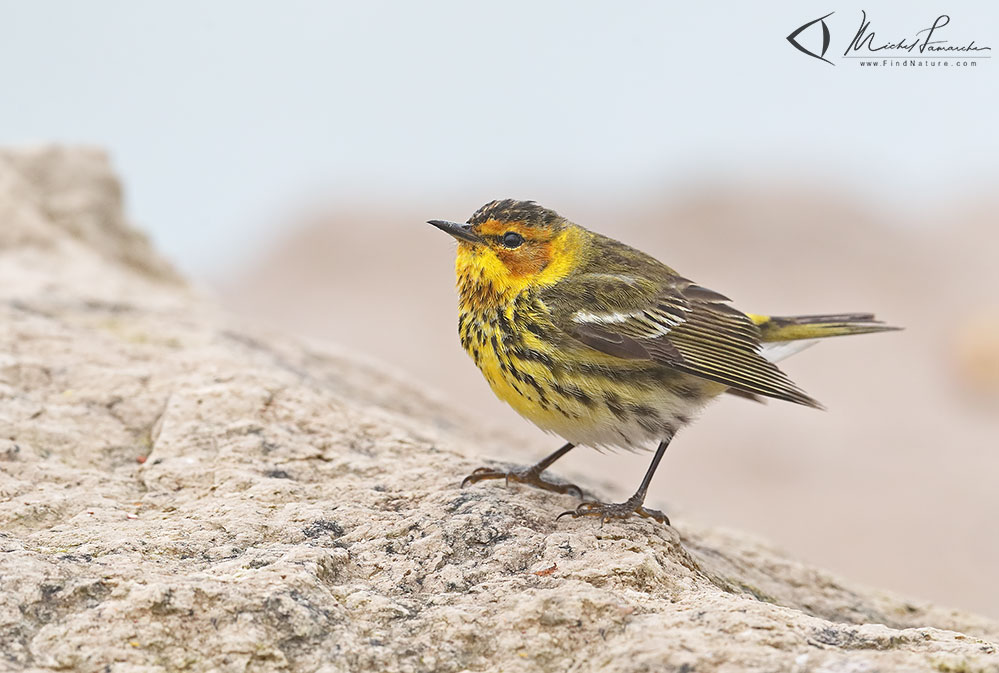 Mâle, Pointe-Pelée (Ontario), 2019-05-09